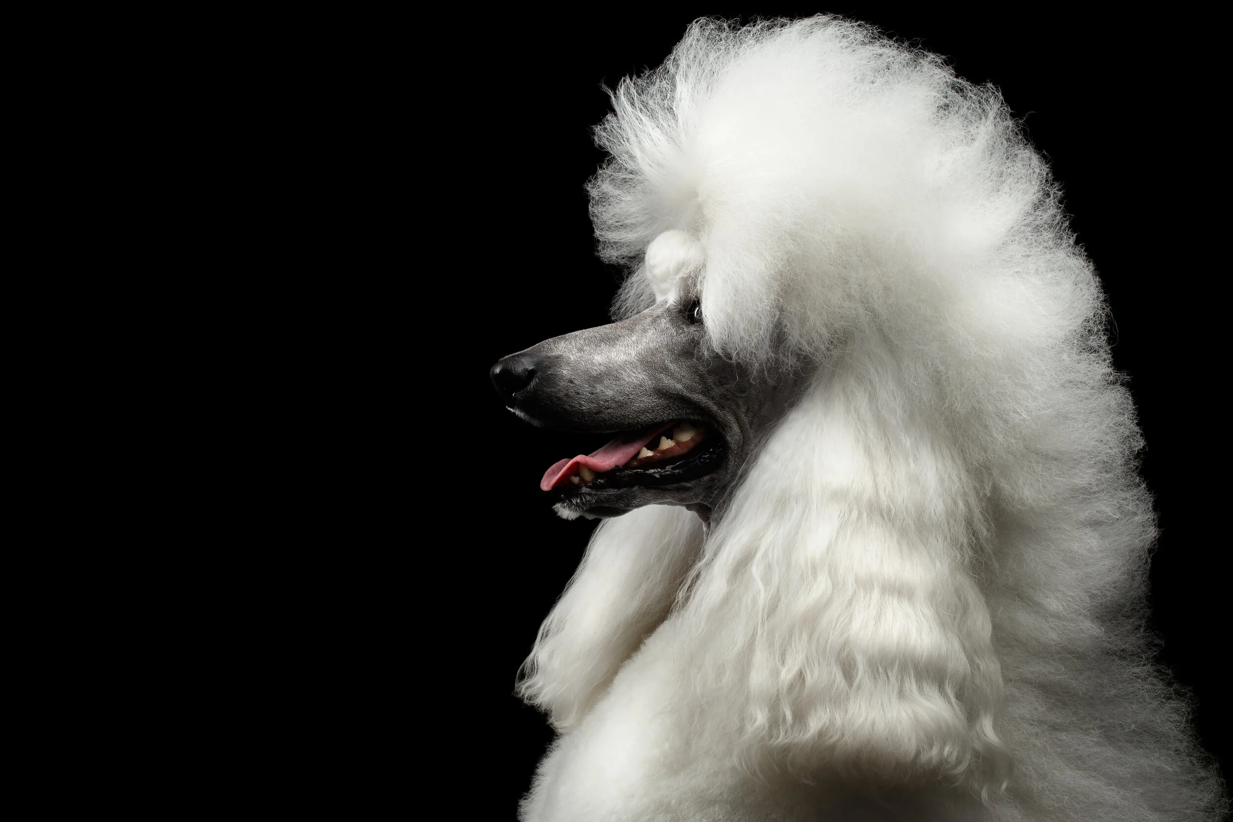 Freshly groomed white standard poodle with a full, perfectly shaped coat, in profile
