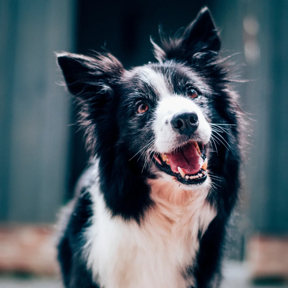 Happy black-and-white border collie grinning after a grooming session