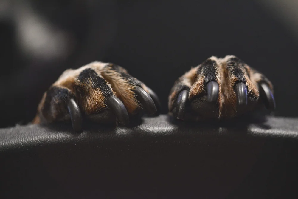 Close-up of a dog's two front paws with neatly trimmed dark nails